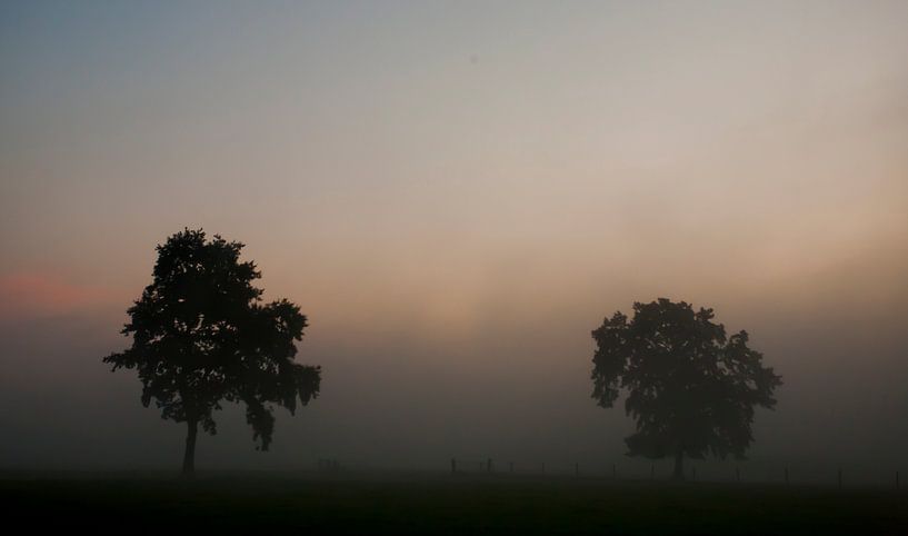 Bomen in mist by Ivo Heus