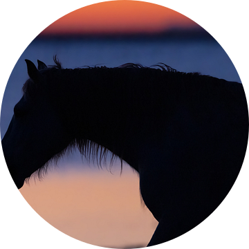 Camargue paard silhouette net voor zonsopkomst van Kris Hermans