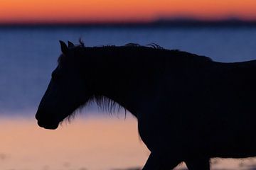 Silhouette de cheval camarguais juste avant le lever du soleil sur Kris Hermans
