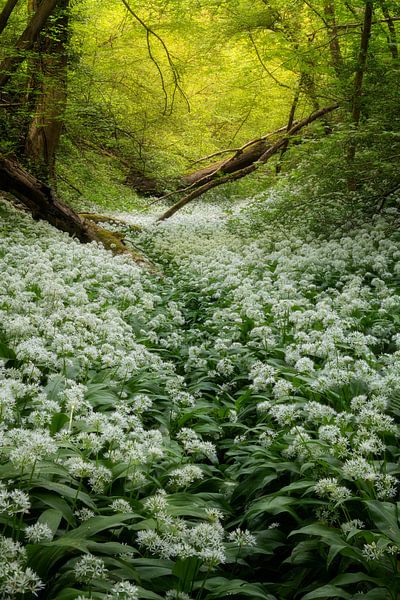 Fields full of wild Garlic in the beautiful forests of South Limburg by Jos Pannekoek