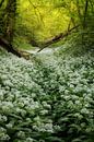 Fields full of wild Garlic in the beautiful forests of South Limburg by Jos Pannekoek thumbnail