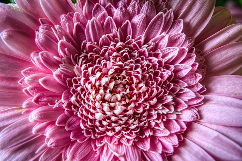Roze zon van Joran Quinten