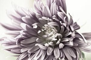 Rosa 1 | Aster