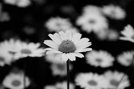 Maddelief bloem von Eva Toes