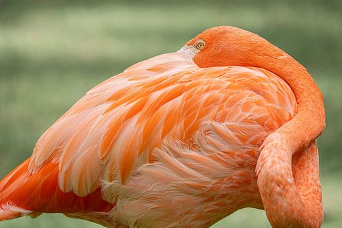 Flamant rose