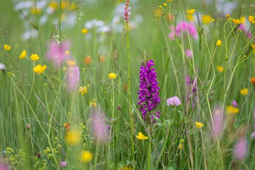 Koningin der Bloemen