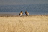 Zebras am Wasser Pilanesberg Park Südafrika von Ralph van Leuveren Miniaturansicht