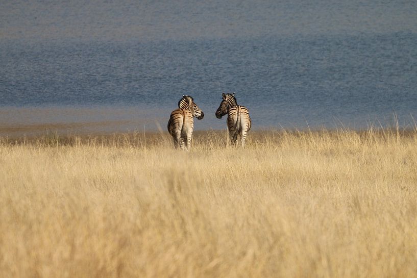 Zebras am Wasser Pilanesberg Park Südafrika von Ralph van Leuveren