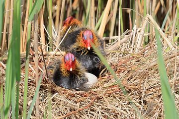 Meerkoet sur Rinnie Wijnstra (FotoAmeland )