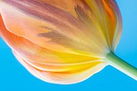Bloemkelk van een tulp