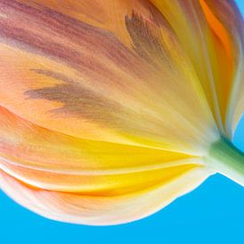 Flower calyx of a tulip by Wicek Listwan