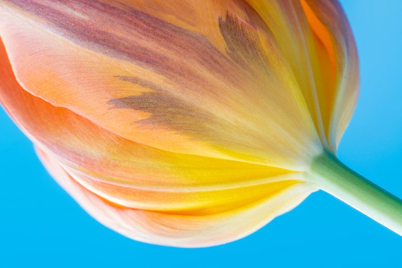 Blütenkelch einer Tulpe von Wicek Listwan