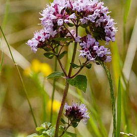 Wild marjoram, Origanum vulgare by Martin Stevens