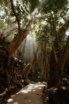 The magic of nature on the island of Nusa Penida Indonesia