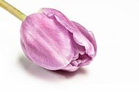 Purple Tulip