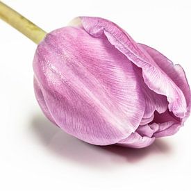Purple Tulip sur Leon Buijs