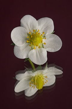 Fleur blanche d'un fraisier sur Marjolijn van den Berg