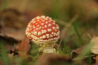 Autumn in a red cap