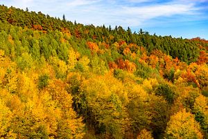 Waldhügel mit verschiedenen Herbstfarben