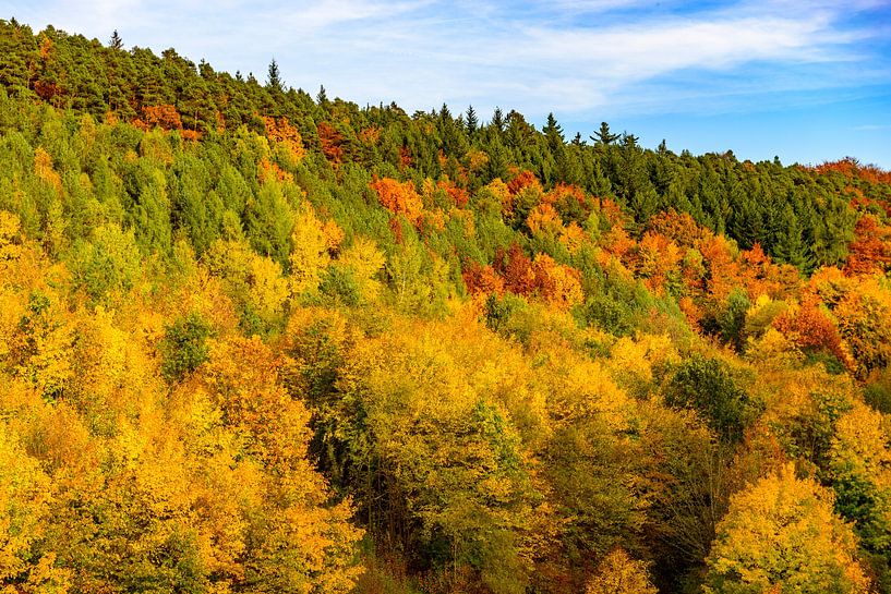 Forest hills with various autumn colors by Sjoerd van der Wal Photography