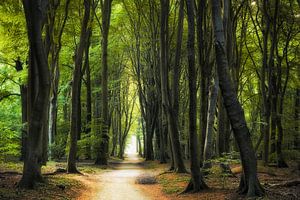 The Road to Nowhere van Rigo Meens