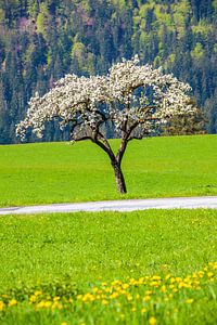 Ein Obstbaum in Abtenau