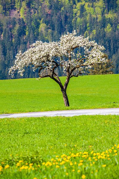 A fruit tree in Abtenau by Christa Kramer