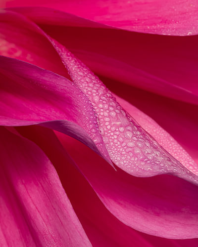 Abstract dahlia