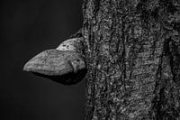 Tonderzwam  tegen boom