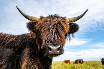 Scottish Highland cattle by Karsten Rahn