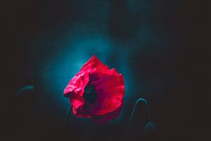 NachtMohn