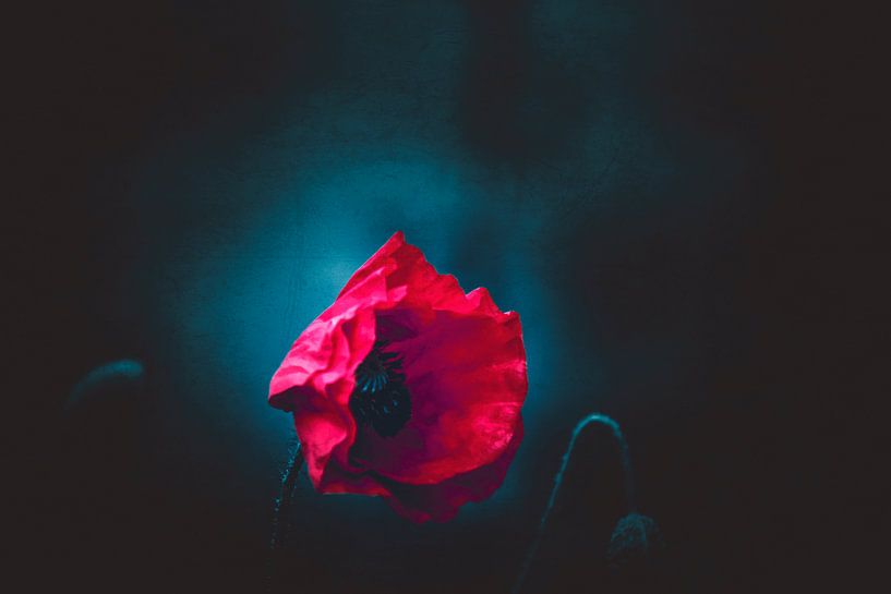 NachtMohn von Dirk Wüstenhagen