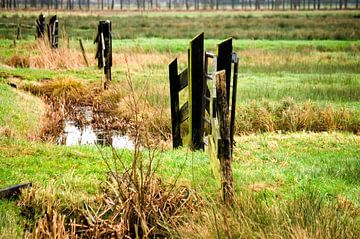 Hekken in de Weerribben