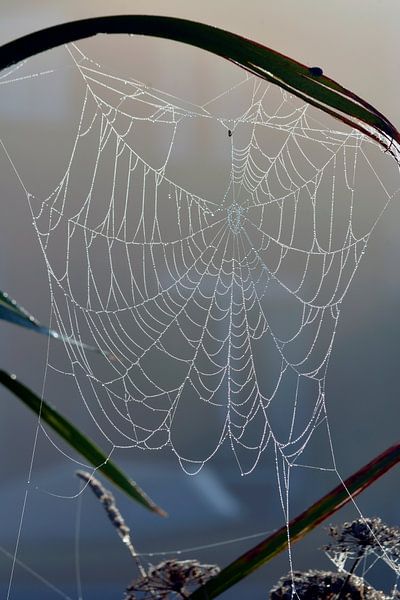 Pflanzen im Morgennebel mit Tau auf Spinnennetz von Trinet Uzun