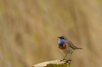Blaukehlchen