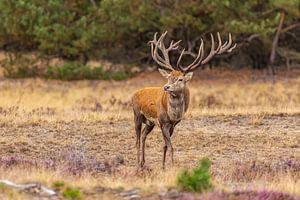 Rotwild auf der Hoge Veluwe, Niederlande