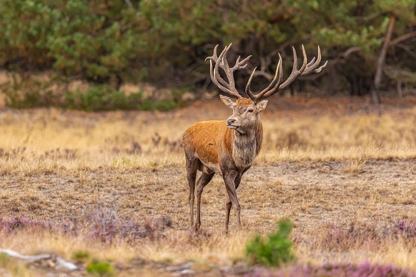 Red deer on the Hoge Veluwe, Netherlands by Gert Hilbink
