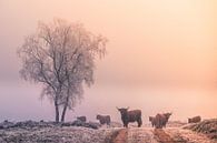 Winter in the Veluwe by Niels Barto thumbnail