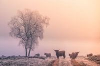 Winter op de Veluwe