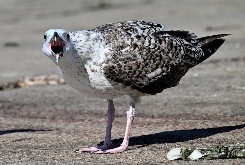 Screaming seagull by Petra De Jonge