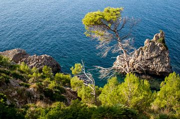 Blick von der Felsküste auf Bäume und Sträucher und das blaue Meer und Felsen