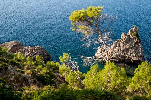 Uitzicht vanaf de rotsachtige kust naar bomen en struiken en de blauwe zee en rotsen