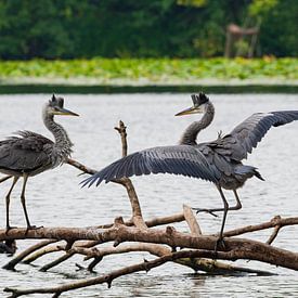 grey heron's prank by Merijn Loch
