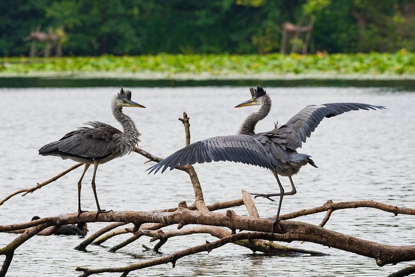 grey heron's prank by Merijn Loch