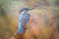 Ijsvogel