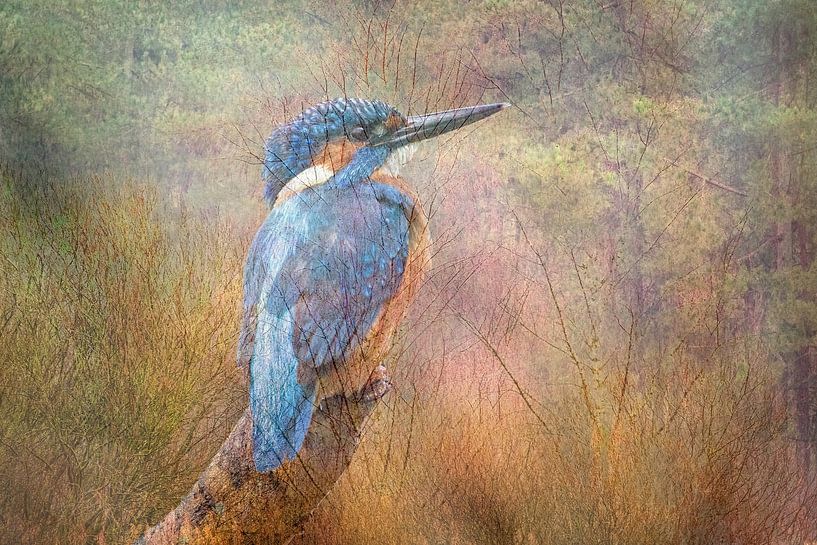 Kingfisher by Linda van der Veeken