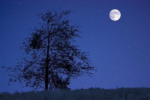 Lunam et stellas in ligno