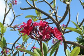Fleurs exotiques