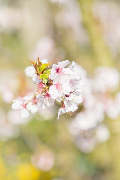 Lente Bloesem by Chantal Cornet