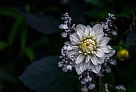 Dahlia flower, Ronny Olsson by 1x thumbnail